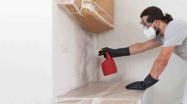 Professional Mold Removal technician working in Bridgeport, WA