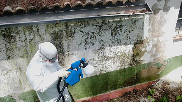 Trusted Mold Remediation service in Bridgeport, WA - Cheap Mold Removal
